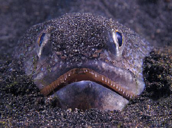 Lizardfish, Lembeh by Doug Anderson 